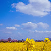 菜の花と白い雲