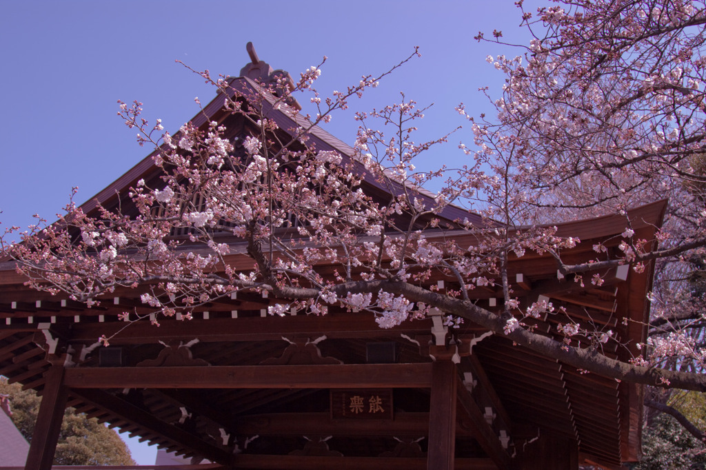 能楽堂と桜