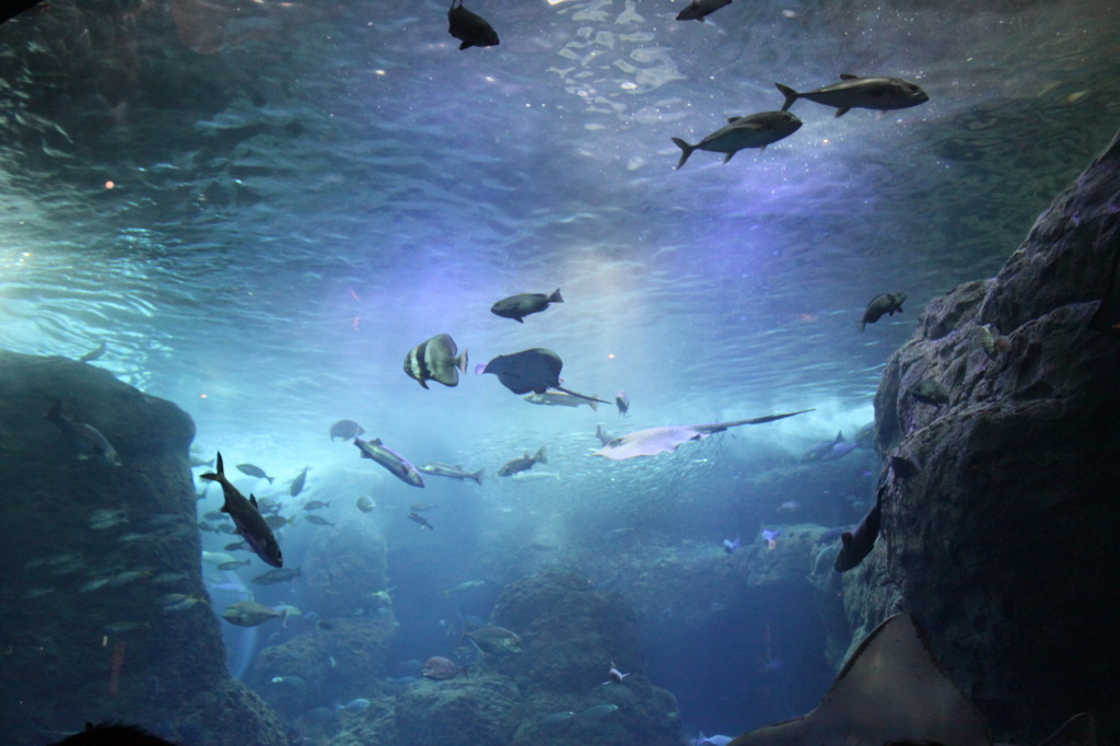 Under the Water