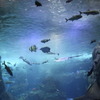 Under the Water