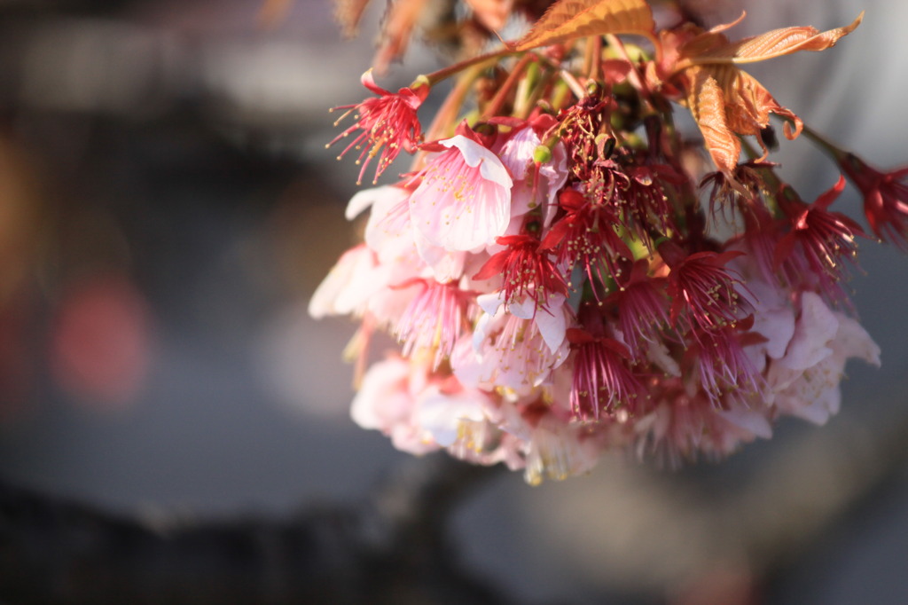 河津桜
