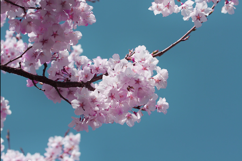 SAKURA2018