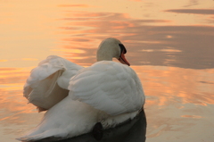 夕焼けと白鳥