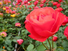 rose garden 2