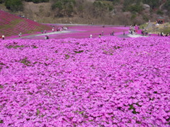 花のじゅうたん
