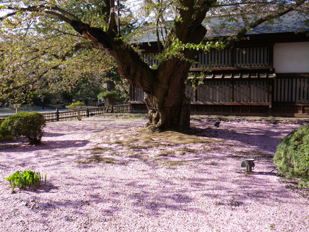 桜の古木