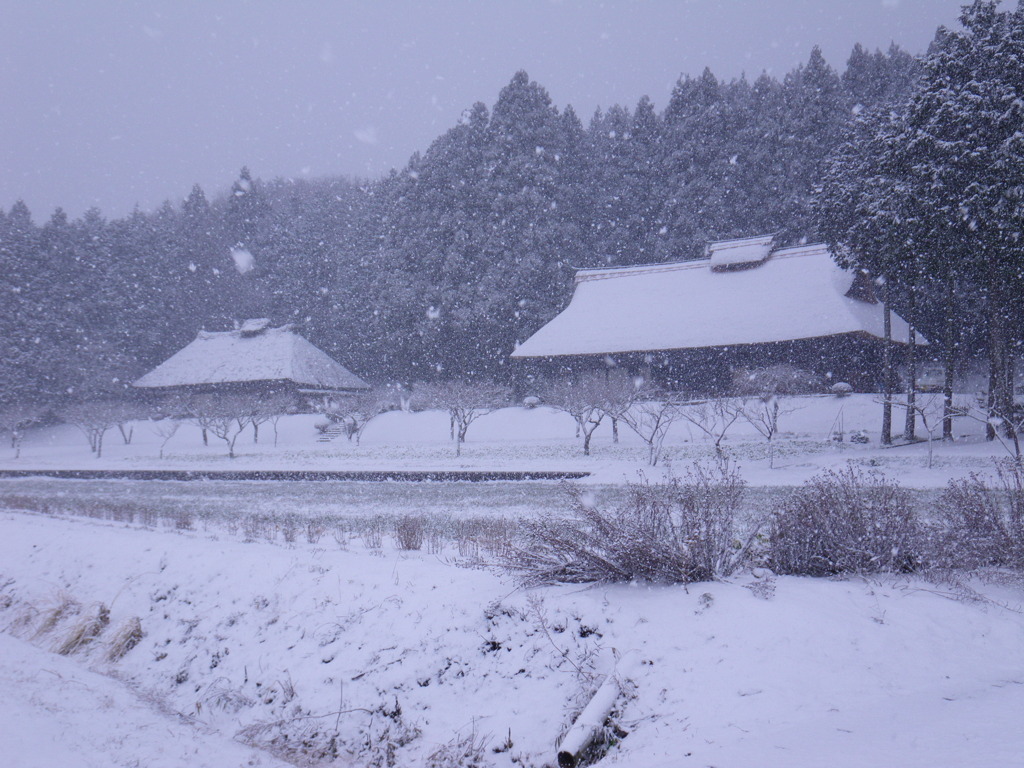 雪やこんこん