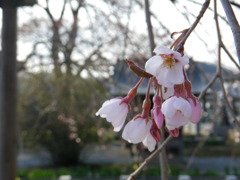 成就院の親子桜