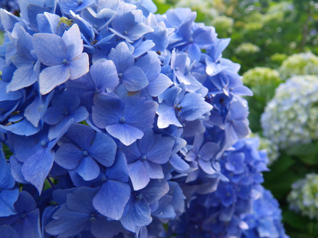 紫陽花