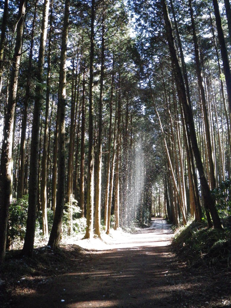 木の精のイタズラ