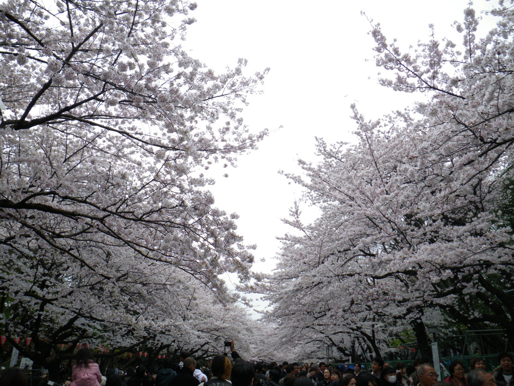 桜満開