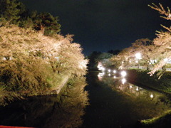 夜桜