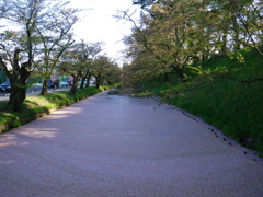 桜いっぱいの濠