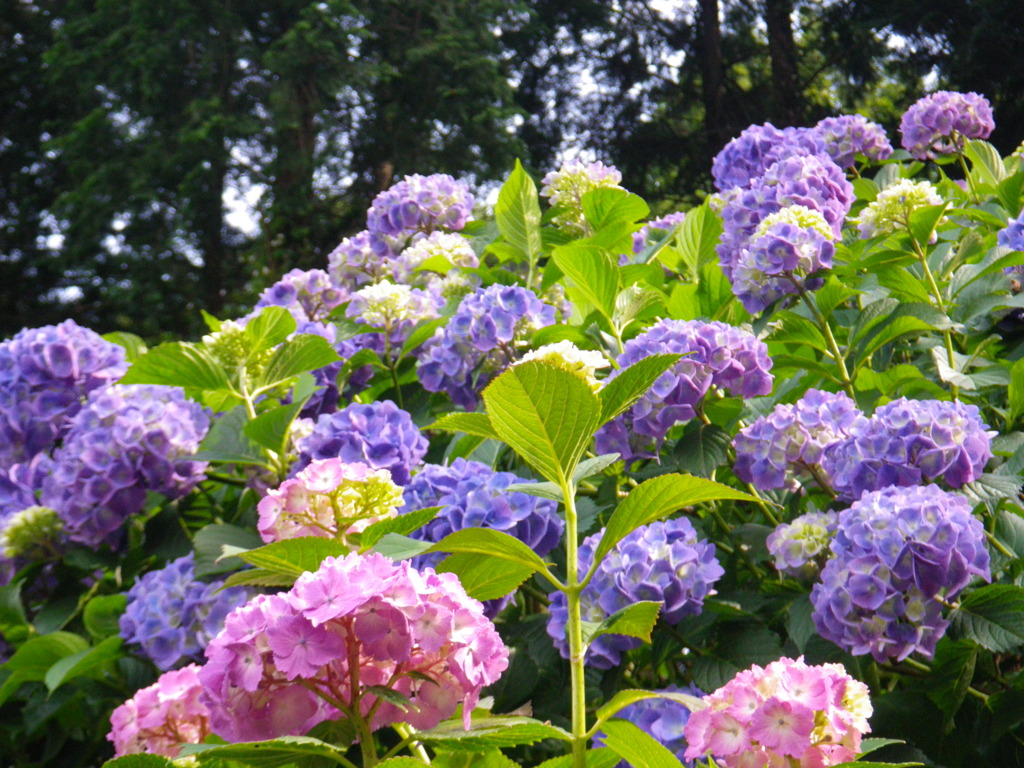 blue and pink