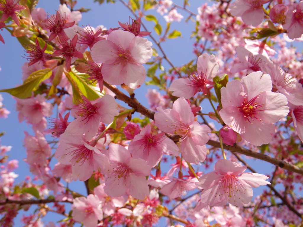 河津桜２