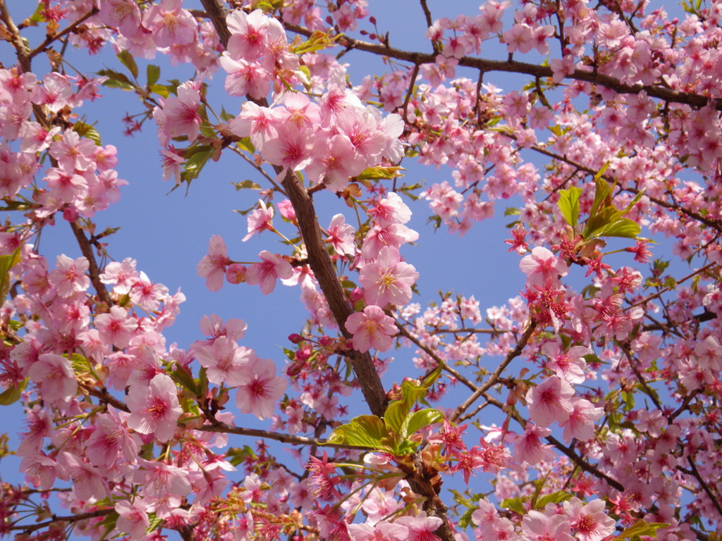 河津桜１