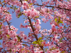 河津桜１