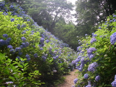 黒羽あじさい祭