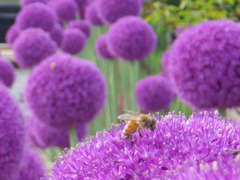 アリウム・ギガンチウムと蜜蜂