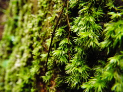 グリーン　カーペット