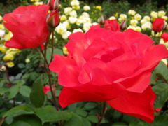 scarlet queen Elizabeth