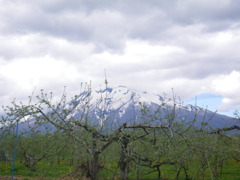 岩木山とりんご畑