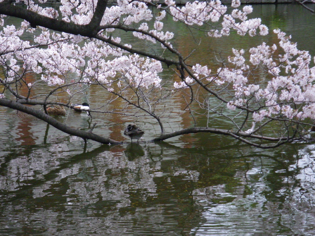 鏡池