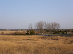 渡良瀬遊水地２