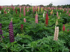満開のルピナス