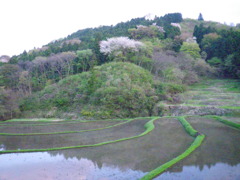 石畑の棚田 石畑の棚田