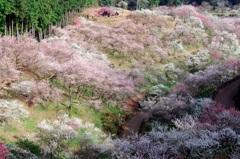 吉野梅郷