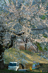 夕桜