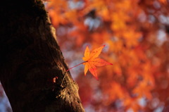 One leaf