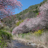 去りし春