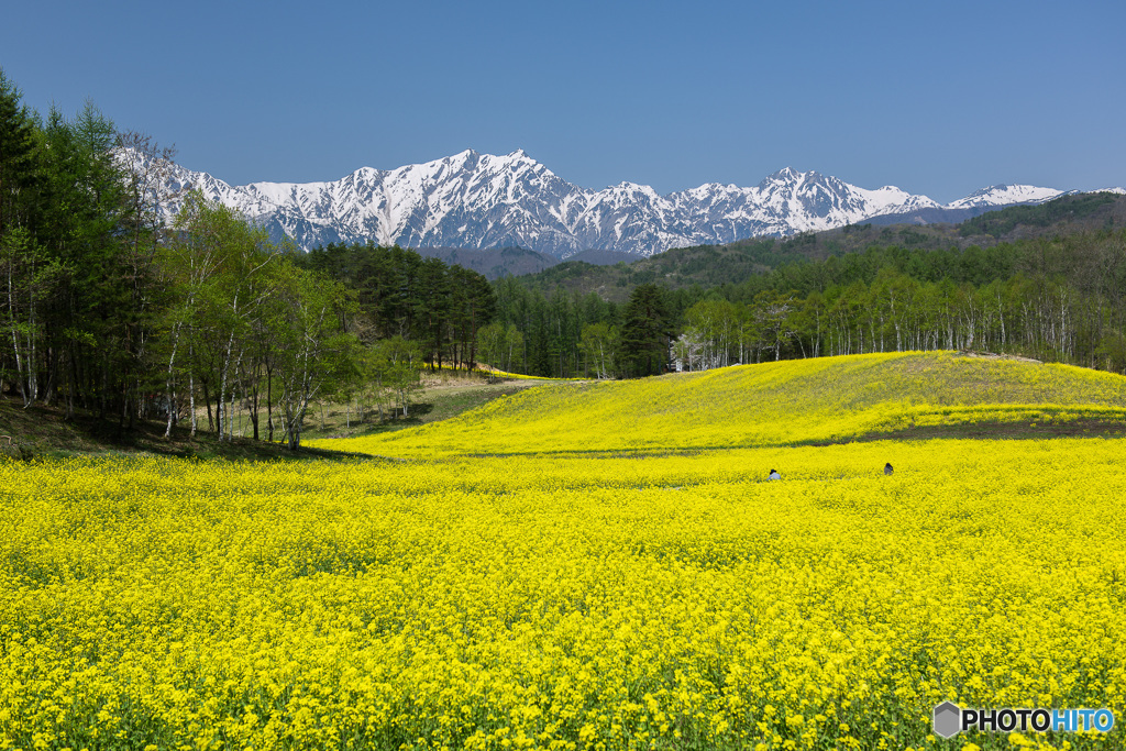 菜の花かくれんぼ