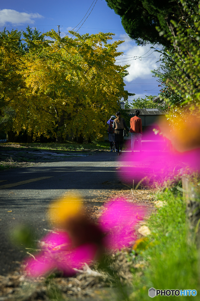 Autumn promenade 