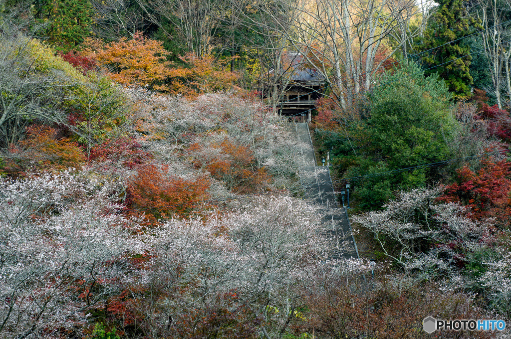 古刹 川見 薬師寺