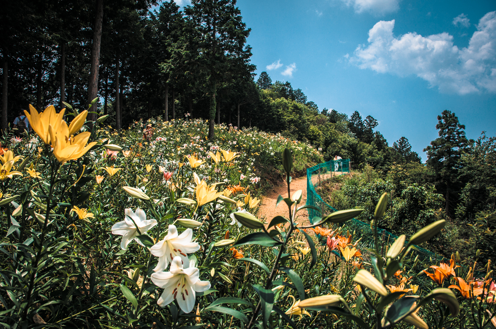 lily garden