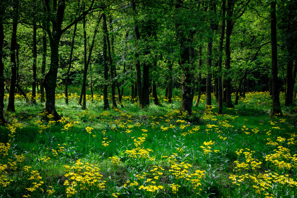 green forest