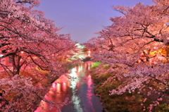 裁断橋界隈　さくら夜景