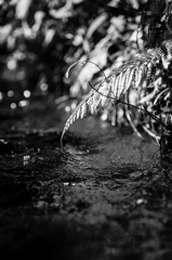 fern leaf　(monochrome）