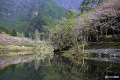 桜便り 2018
