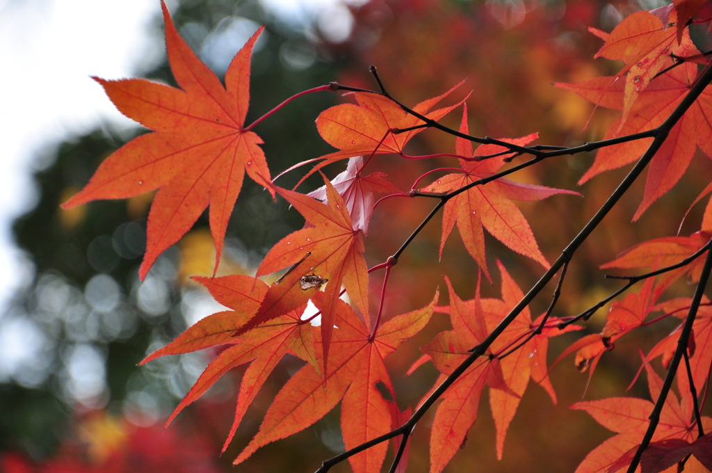 紅葉狩り　2010'
