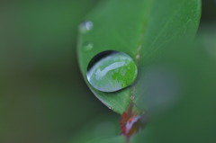 水玉あそび