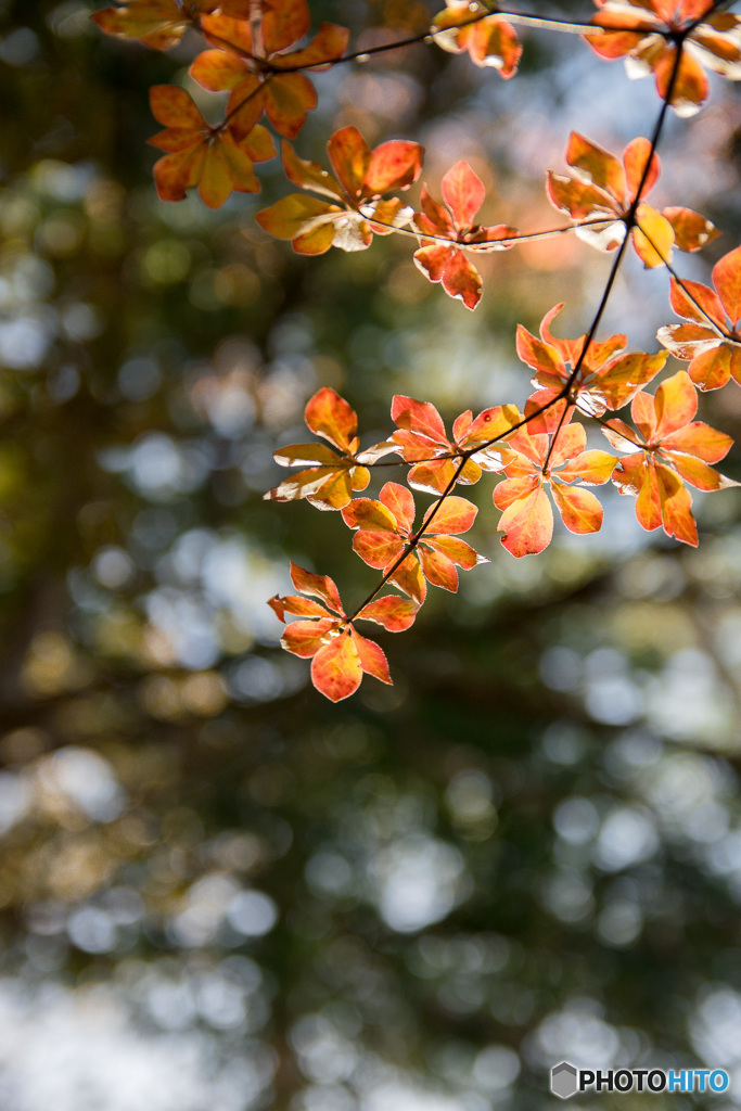 Autumn colors　2018