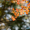 Autumn colors　2018