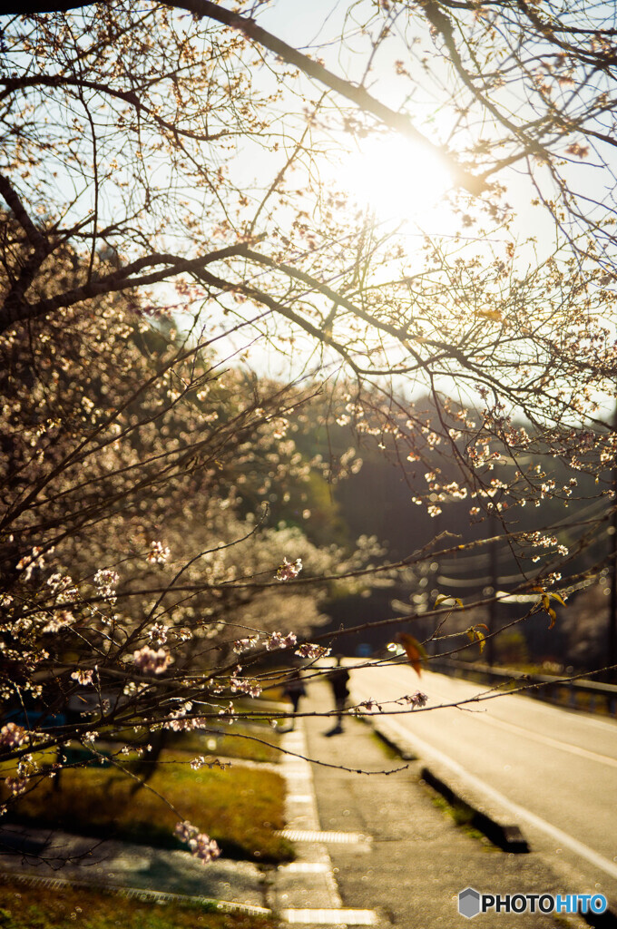 四季桜のある風景 *1
