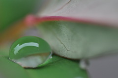 水玉あそび　その2