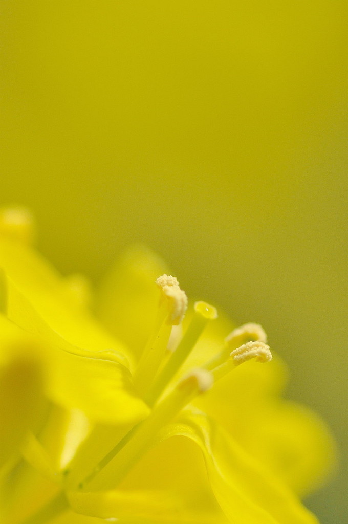 時には花も撮ってみたりする ①