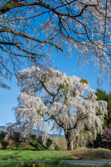 山里の春